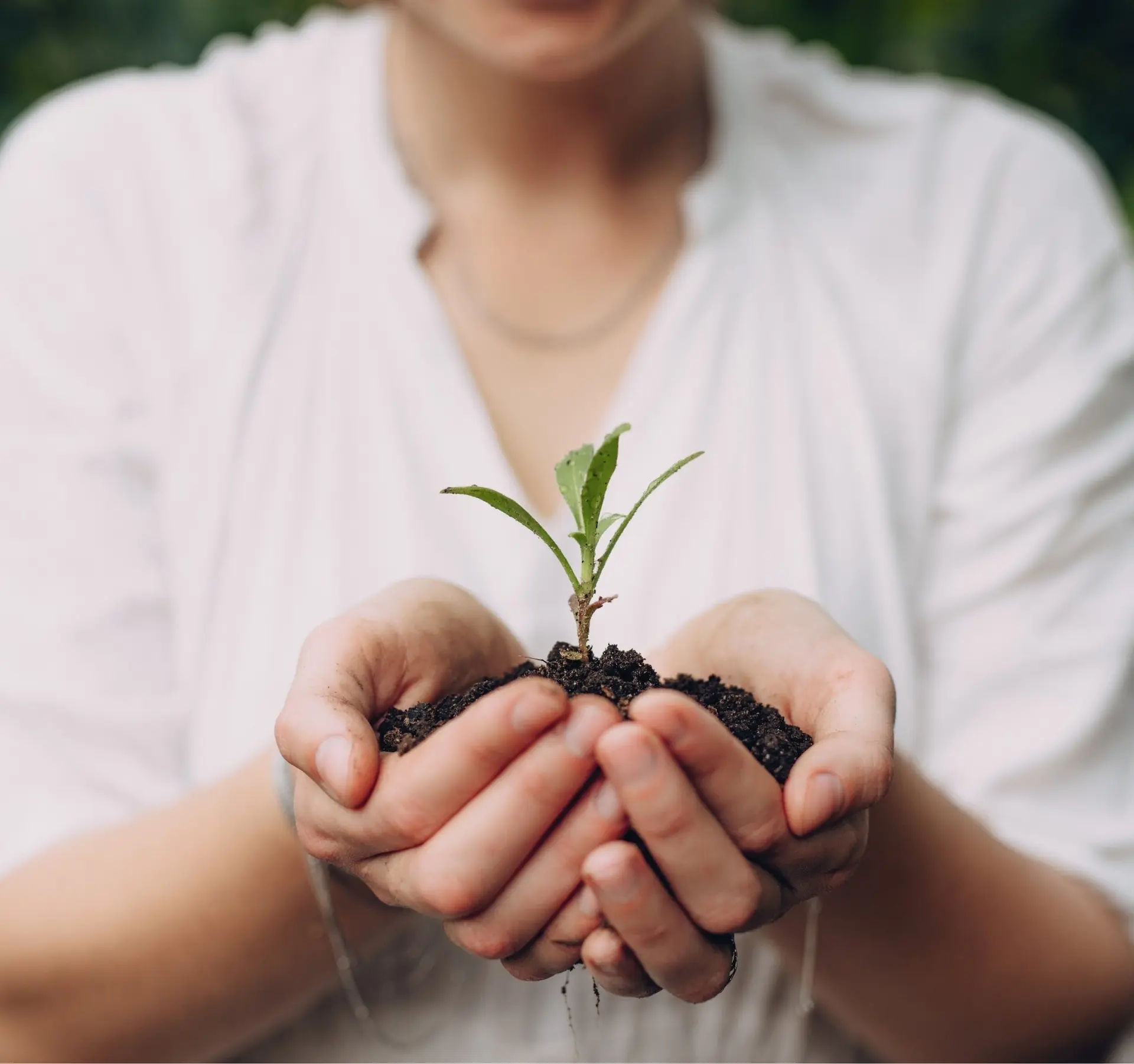 seedling in persons hands
